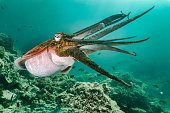 Cuttlefish (Sepia pharaonis) showing defensive bahvior underwater