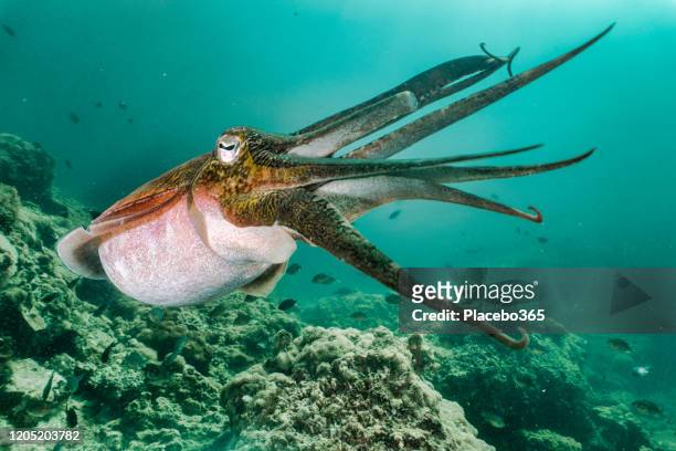 cuttlefish (sepia pharaonis) showing defensive bahvior underwater - lula frita imagens e fotografias de stock