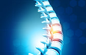 Human spine, vertebrae anatomy
