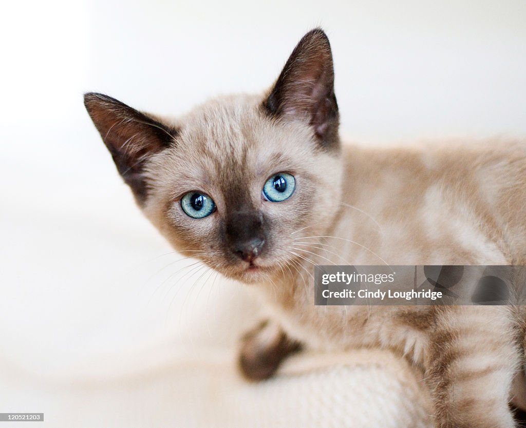 Siamese kitten