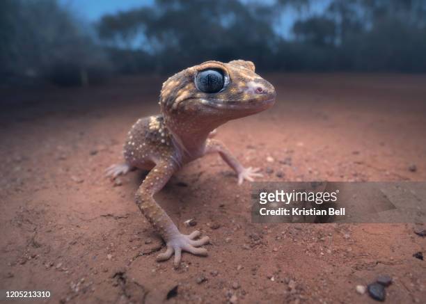 wild barking gecko (underwoodisaurus milii) from mallee habitat in arid australia - geco foto e immagini stock