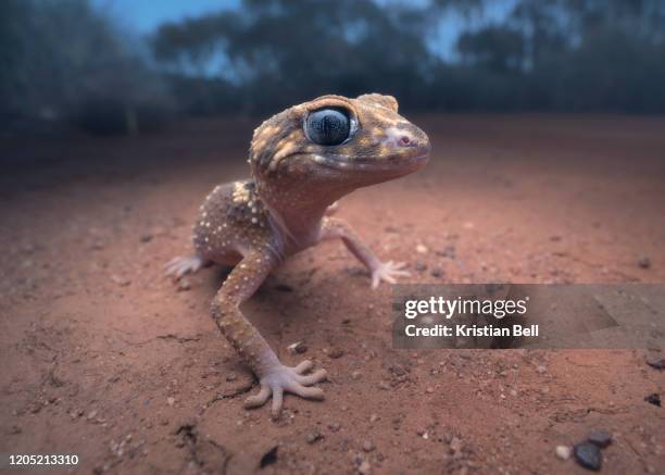 wild barking gecko (underwoodisaurus milii) from mallee habitat in arid australia - geco 個照片及圖片檔