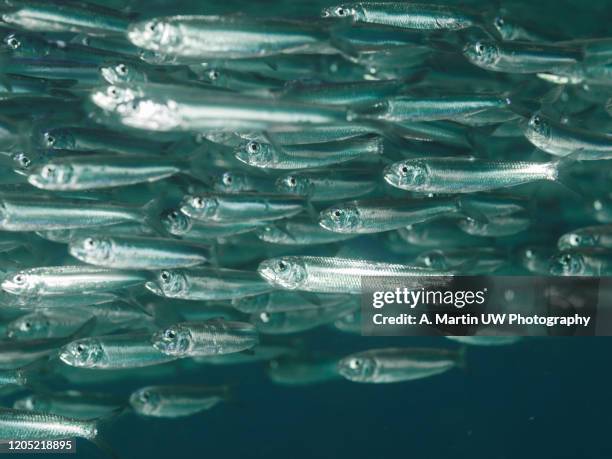 sardine run - anchovy fotografías e imágenes de stock