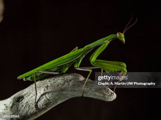 praying mantis - praying mantis stock pictures, royalty-free photos & images