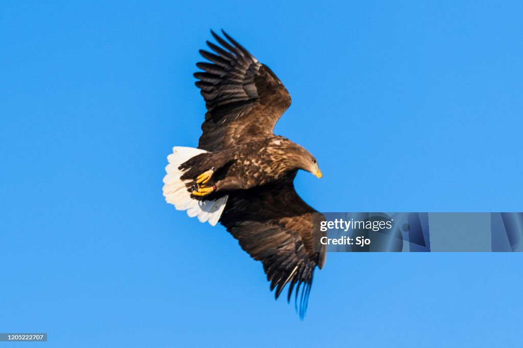 在挪威北部上空的白尾鷹或海鷹狩獵