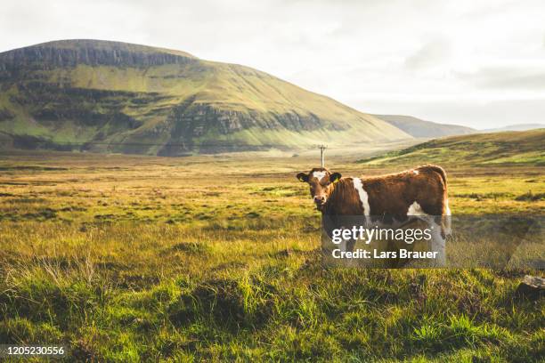 highland cattle - highland cow photos et images de collection