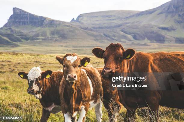 highland cattles - cow eye stock pictures, royalty-free photos & images