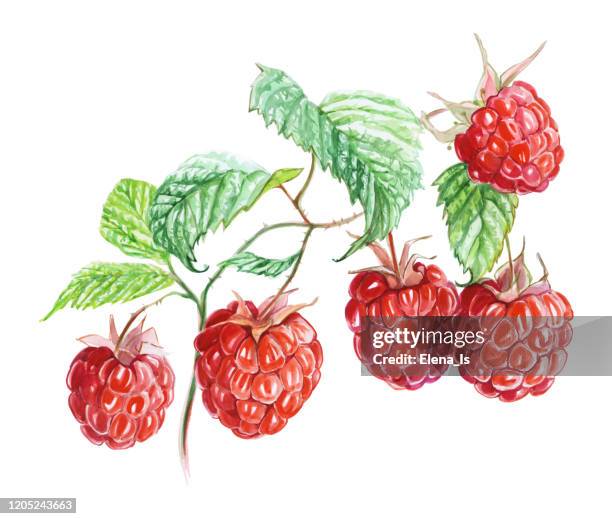 Watercolor Blue Raspberry 94 Raspberry Watercolor Stock Photos, High-Res Pictures, and Images ...