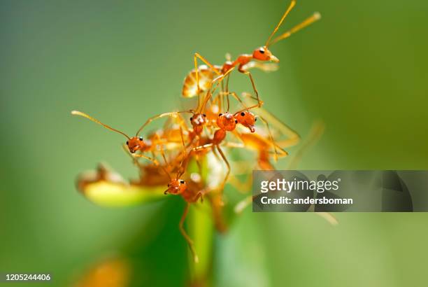 gruppe roter ameisen auf einem bananenblatt - solenopsis invicta stock-fotos und bilder