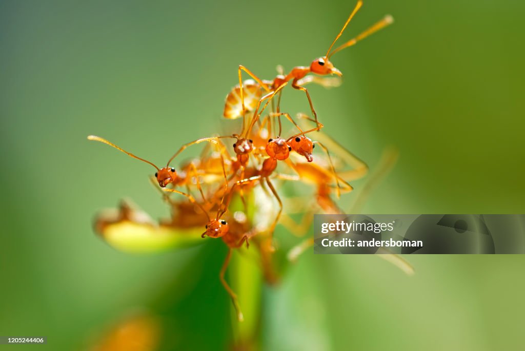 Grupo de hormigas rojas en una hoja de plátano
