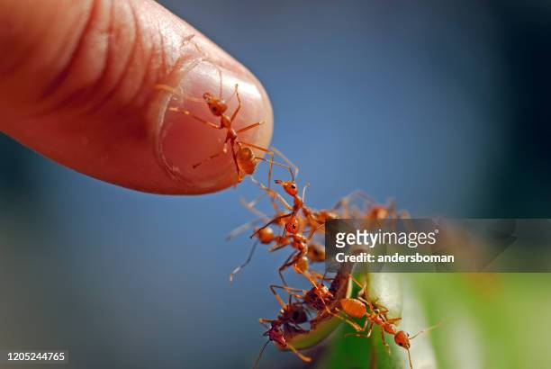 ameisen klettern auf einen menschlichen finger - fire ants stock-fotos und bilder