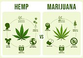 Hemp vs Marijuana infographics. Cannabis leaf, low and hight THC vector illustration