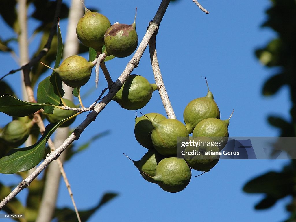 Macadamia nuts on tree