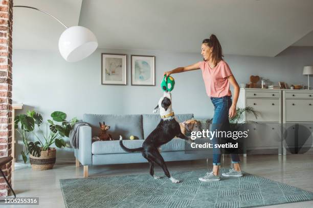 pet daycare - equipamento para animal de estimação imagens e fotografias de stock