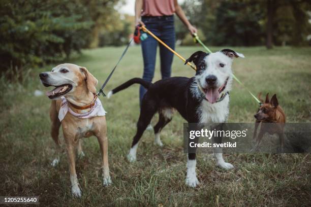 pet sitter and dogs in walk - dog sitter stock pictures, royalty-free photos & images