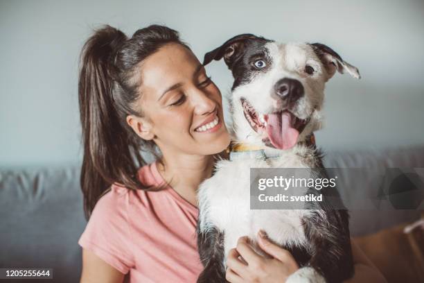 pet daycare - dog sitter stock pictures, royalty-free photos & images