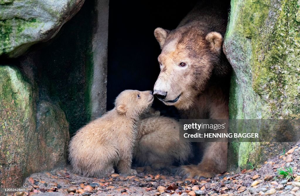 DENMARK-ANIMALS-ZOO-POLAR-BEAR-CUBS