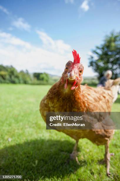 hen stock photo - chickens in field stock pictures, royalty-free photos & images