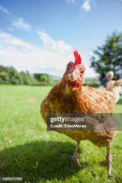 hen lager foto - chickens in field bildbanksfoton och bilder