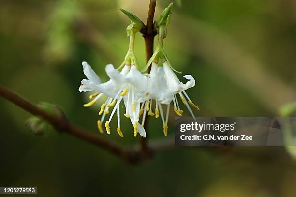 lonicera fragrantissima - honeysuckle stock pictures, royalty-free photos & images