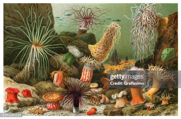 illustrazioni stock, clip art, cartoni animati e icone di tendenza di illustrazione animale marino sea anemone - barriera corallina