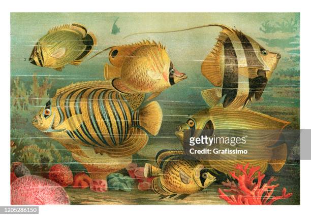 meeresleben mit schmetterlingsfisch kaiser engelfisch illustration - unterwasseraufnahme meer stock-grafiken, -clipart, -cartoons und -symbole