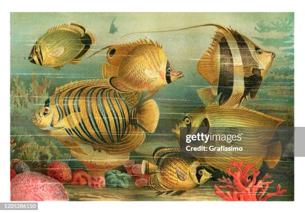 ilustrações, clipart, desenhos animados e ícones de vida marinha com ilustração de peixe-anjo imperador de peixe-borboleta - butterflyfish