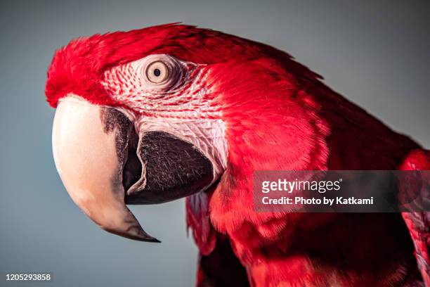 green winged macaw parrot formal portrait - arara de asa verde imagens e fotografias de stock