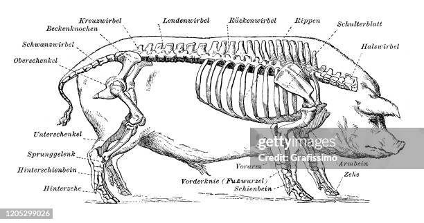 ilustraciones, imágenes clip art, dibujos animados e iconos de stock de cerdo con esqueleto y huesos en la carnicería - esqueleto de animal