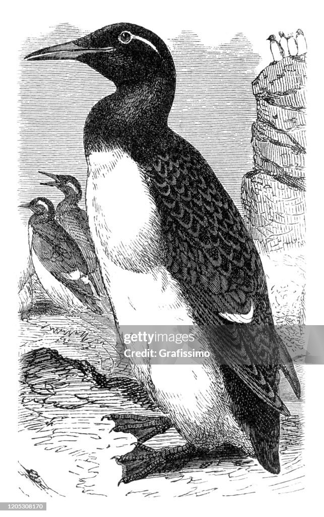 Thick-billed murre auk illustration 1895