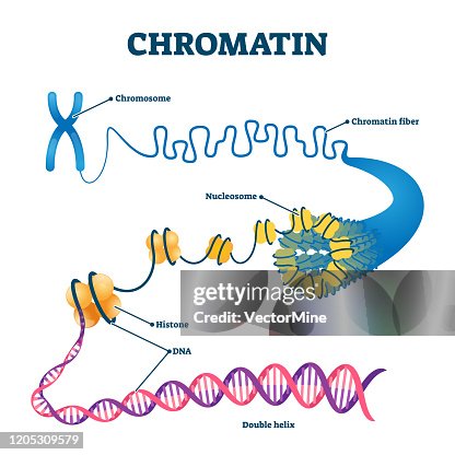 Chromation biological diagram vector illustration Chromation biological diagram vector illustration