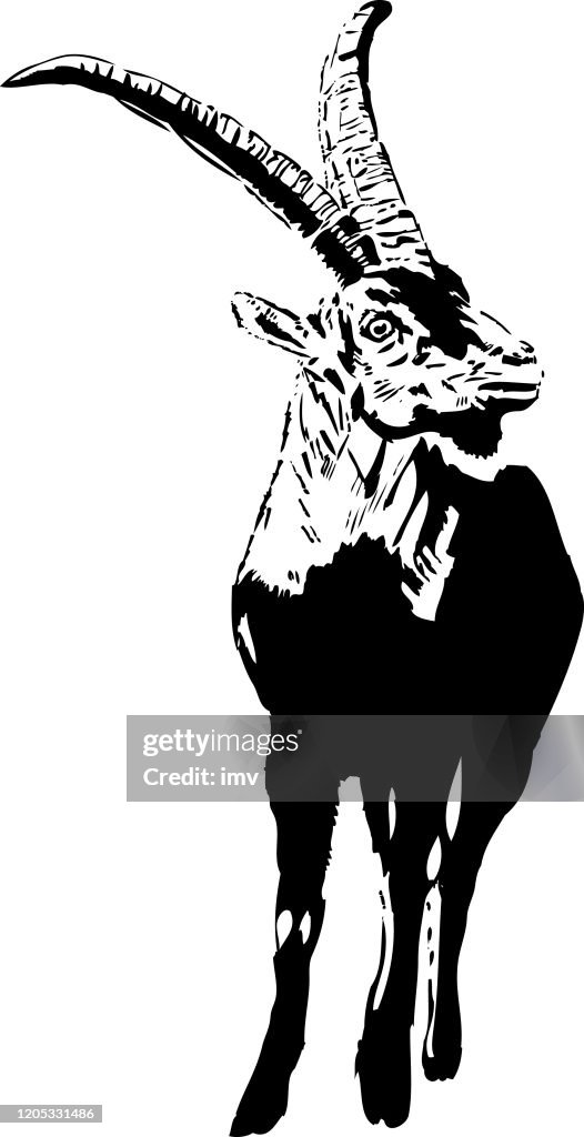 Capra pyrenaica hispanica - Montserrat B&W illustration