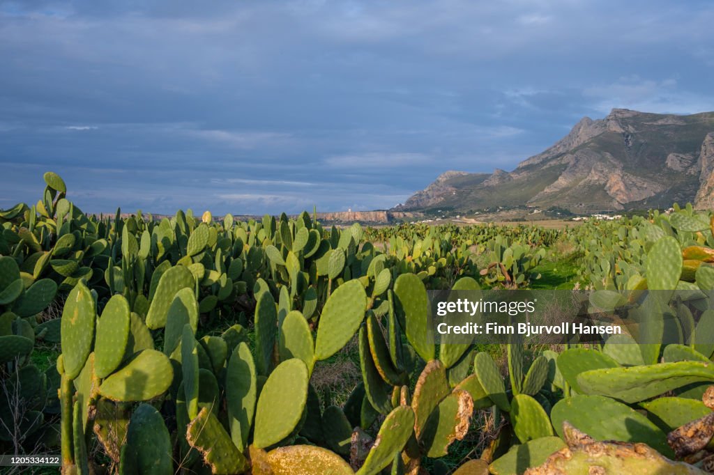 A field of Prickly pear cactus