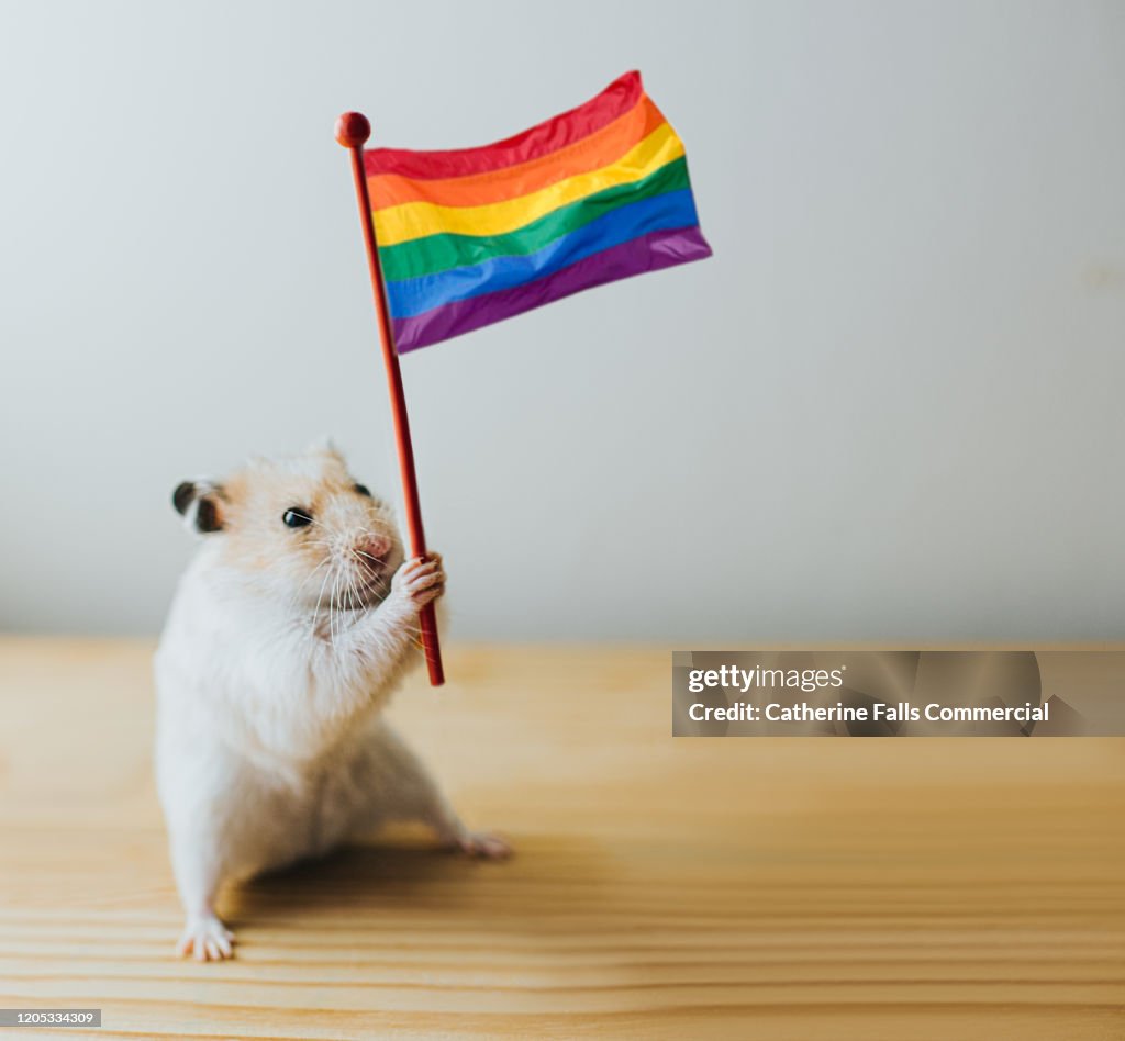 Gay Pride Hamster High Res Stock Photo Getty Images