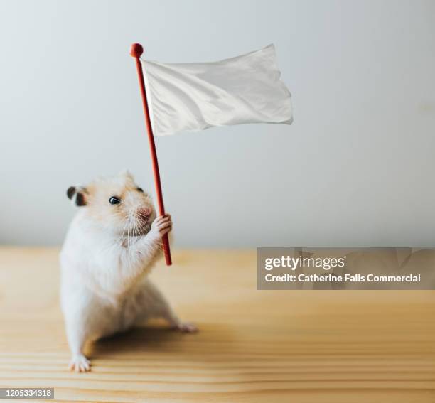 hamster with a white flag - aufgeben stock-fotos und bilder