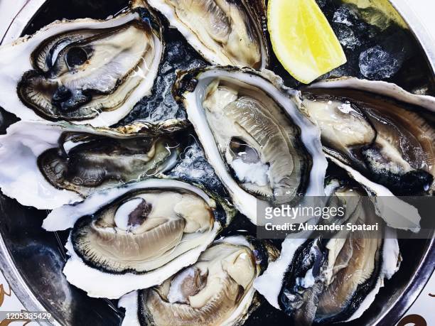 fresh oysters on the plate - cultura portoghese foto e immagini stock