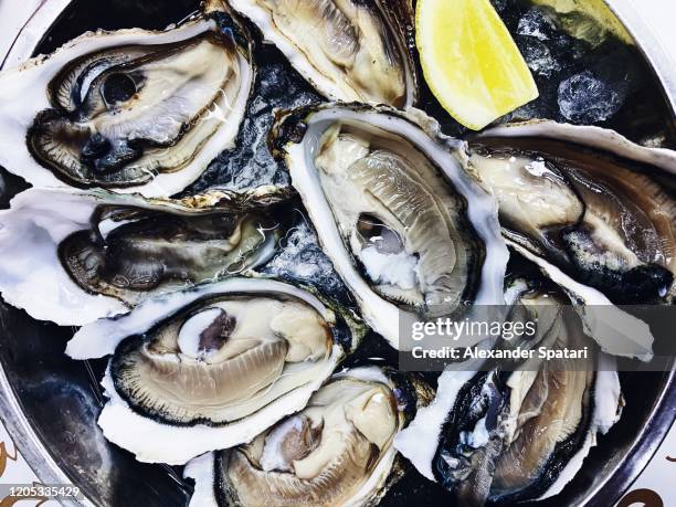 fresh oysters on the plate - oysters stockfoto's en -beelden