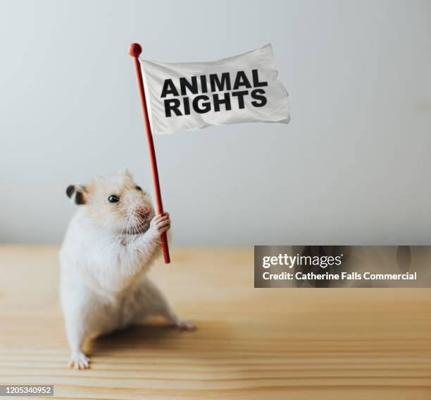 animal rights activist hamster - animal welfare stock pictures, royalty-free photos & images