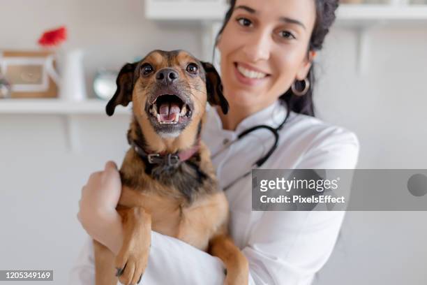 female vet with a dog - veterinary stock pictures, royalty-free photos & images