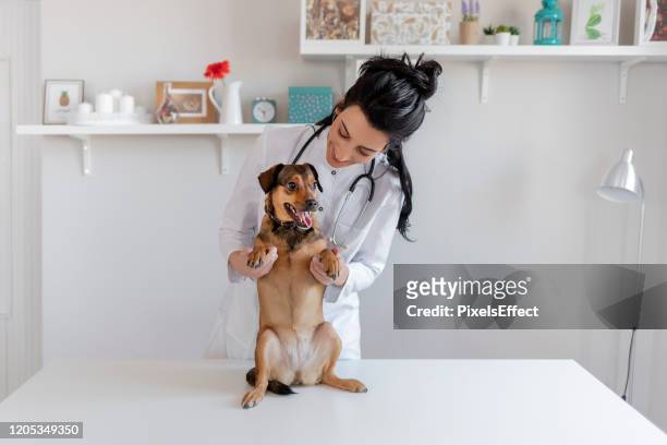 veterinária fêmea com um cachorro - dental office - fotografias e filmes do acervo