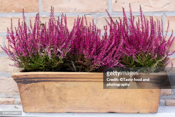 blooming heather plant in a clay pot - heather stockfoto's en -beelden