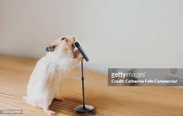 hamster with a microphone - casting call stock-fotos und bilder
