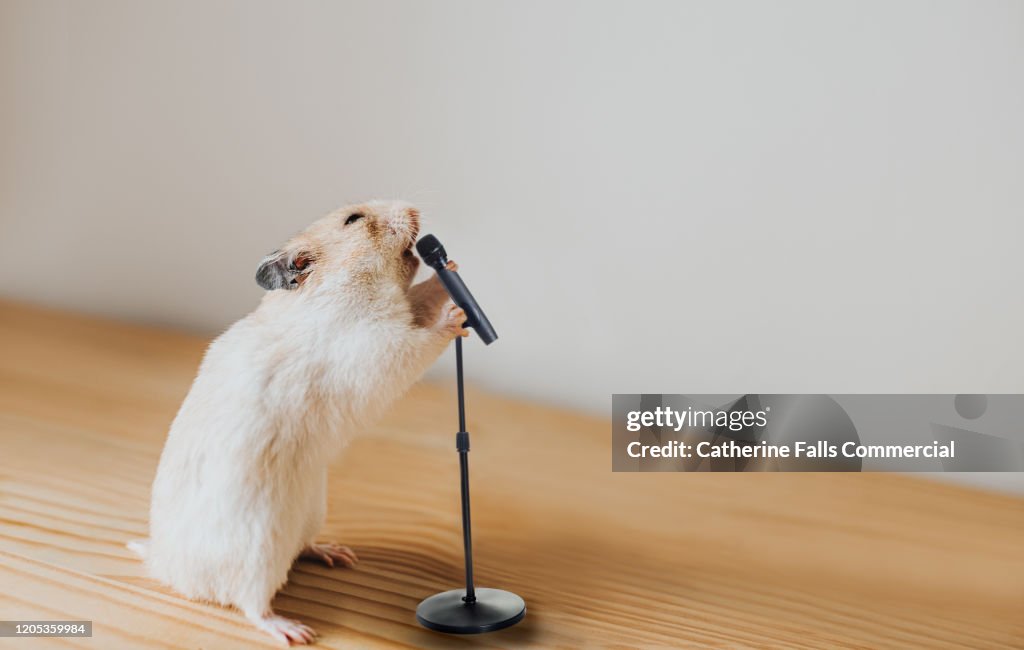 Hamster with a Microphone