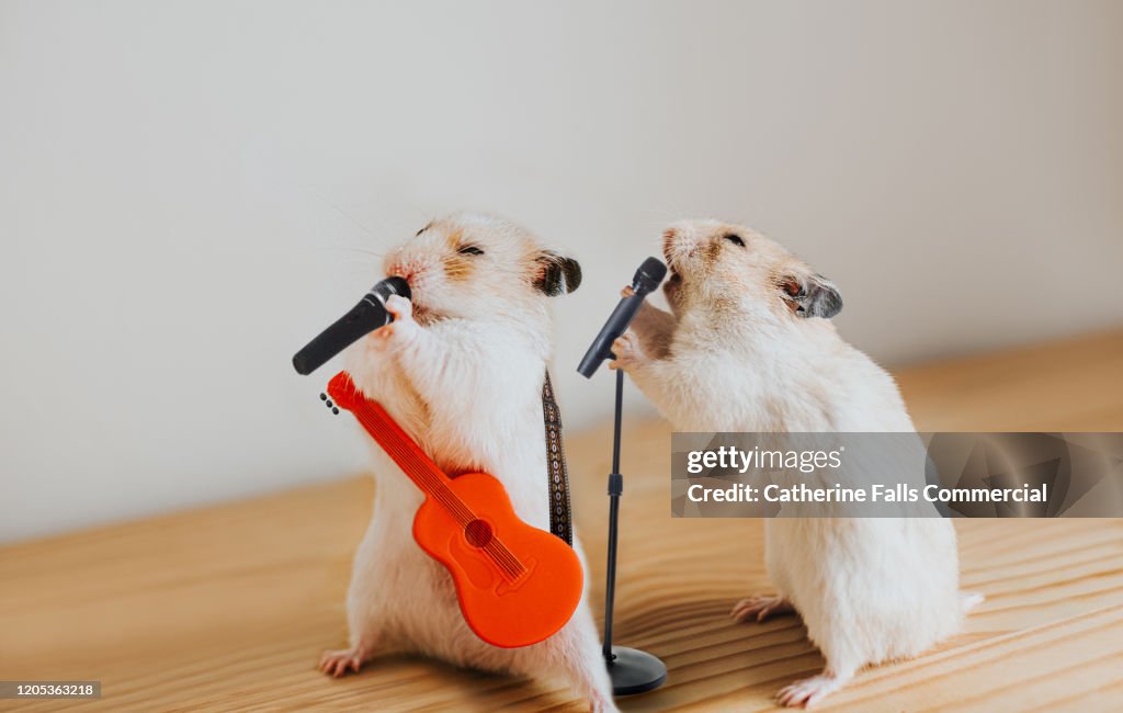 Performing Hamsters