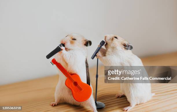 performing hamsters - backup stockfoto's en -beelden