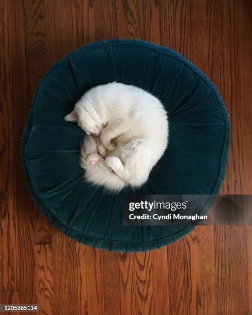 white ragdoll kitten curled up in a ball on a velvet pillow - encogido fotografías e imágenes de stock