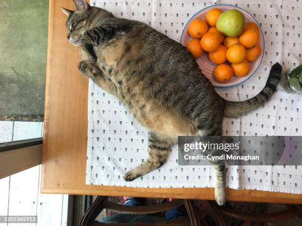 tabby cat sprawled across a table displaying his enormous belly - overweight cat stock pictures, royalty-free photos & images