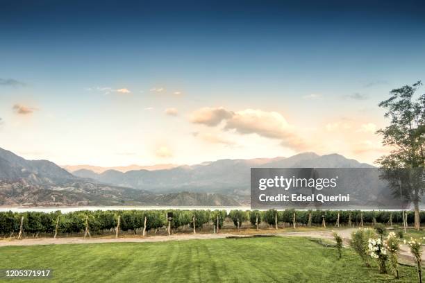 vigneto di malbec a 1380 metri sul livello del mare nella catena montuosa delle ande, provincia di mendoza, argentina. - mendoza foto e immagini stock