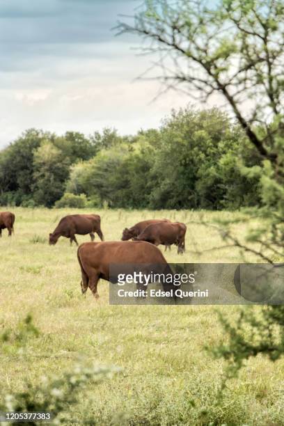 cows in natural pasture of the humid pampa. argentina. - cordoba - argentina imagens e fotografias de stock
