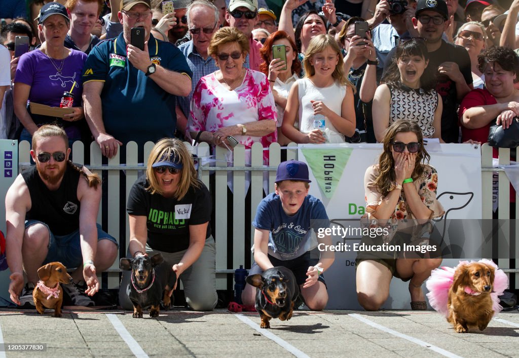 Annual dachshund races in Melbourne raise funds for Dachshund Rescue Australia